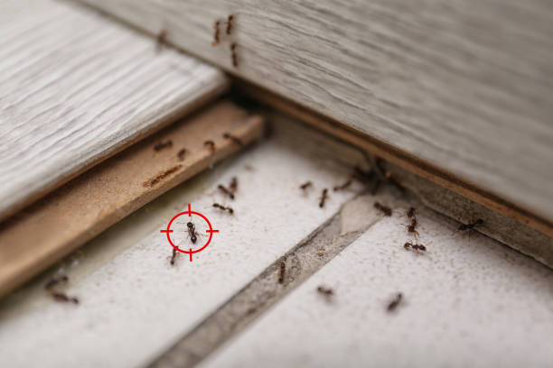 Reliable Meridian, MS Pest Control Solutions