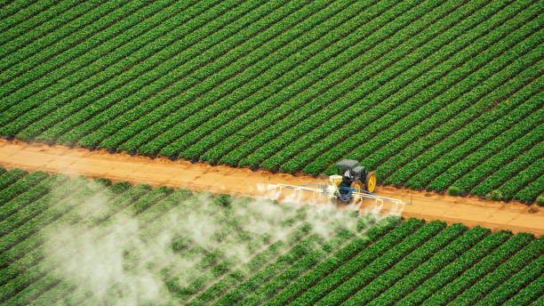 Best Ant Control Services  in Meridian, MS