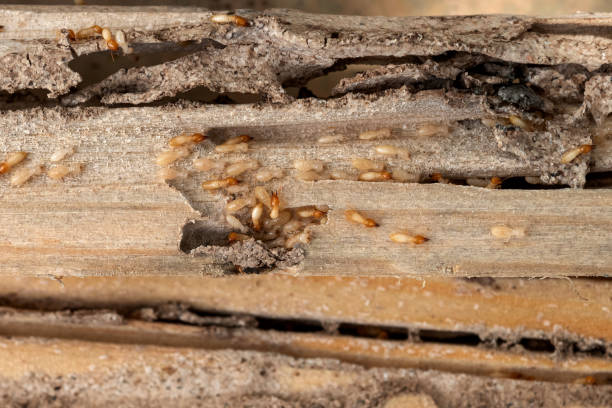 Best Pest Prevention Services  in Meridian, MS
